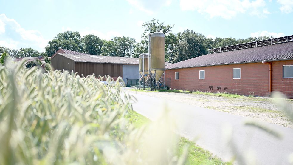 Afrikanische Schweinepest im Landkreis Emsland: Auf dem Hof in Emsbüren wurde die Tierseuche nachgewiesen. Alle Schweine werden gekeult. Foto: Lars Klemmer/dpa