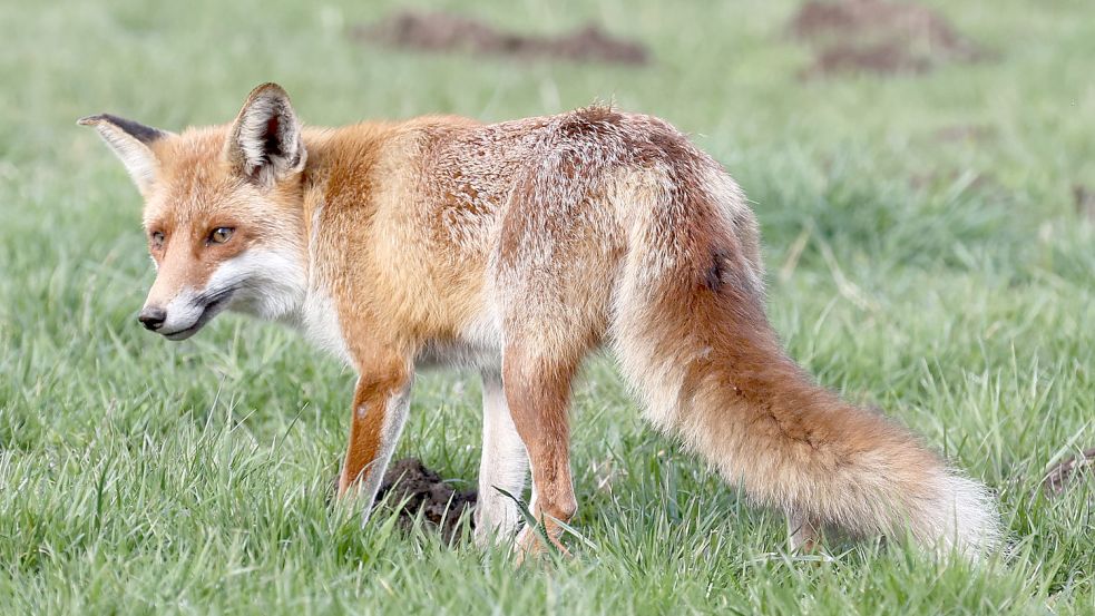 Die Tierrechtsorganisation Peta spricht sich gegen die Fuchsjagd aus. Foto: DPA