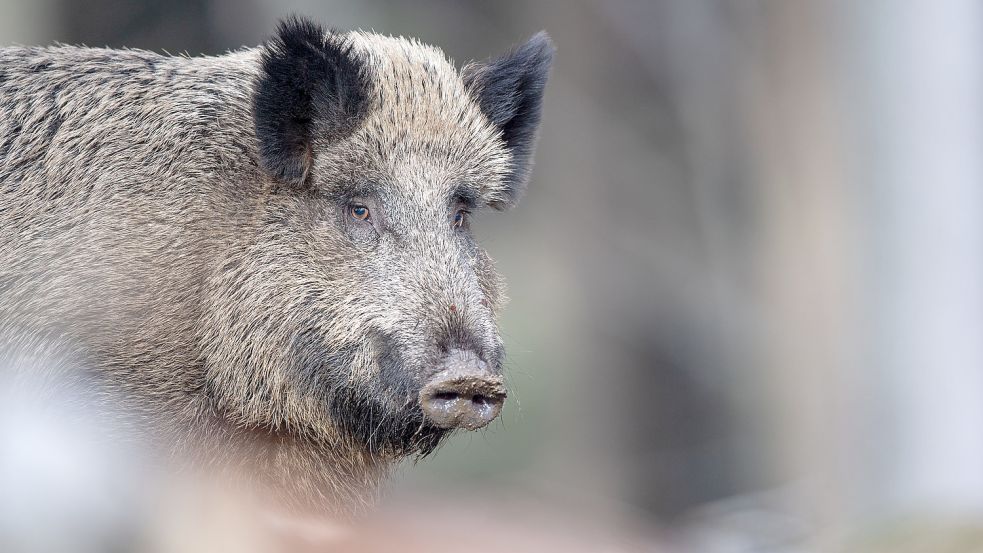 Wildschweine können sich mit der Afrikanischen Schweinepest infizieren und den Erreger so verbreiten. Hilft eine Impfung? Foto: Lino Mirgeler/dpa