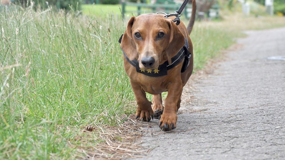 Hubert ist Polizeidackel, aber kein echter Polizeihund. Dennoch bekam er drei goldene Sterne für sein Brustgeschirr, die ihm ein ehemaliger Polizeidirektor nach seiner Pensionierung überließ. Foto: Ullrich