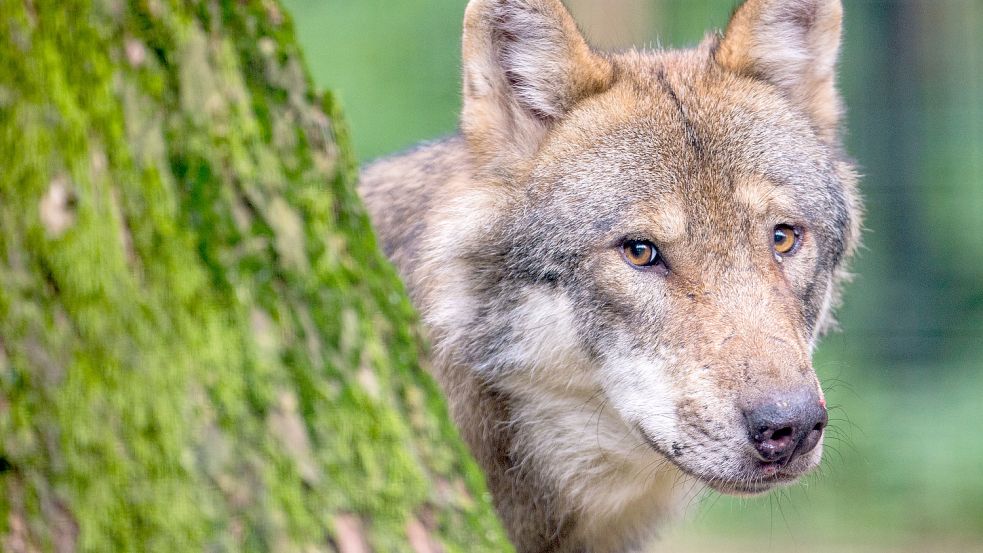 Der Wolf ist nicht mehr vom Aussterben bedroht in Niedersachsen und Deutschland. Das ist das Ergebnis einer wissenschaftlichen Untersuchung im Auftrag des Landes Niedersachsen. Foto: Lino Mirgeler/dpa