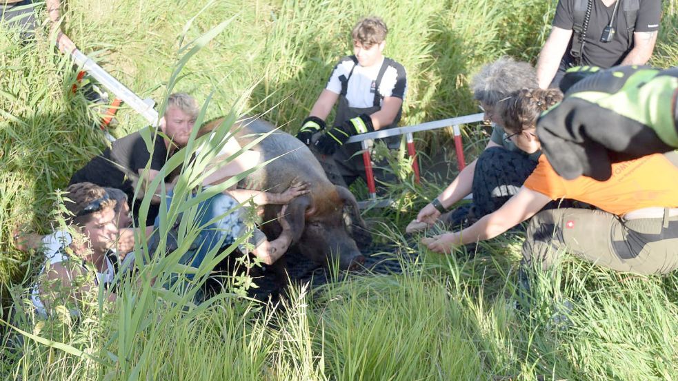 Das Schwein konnte gerettet werden. Foto: S. Stellmacher/Feuerwehr Norden