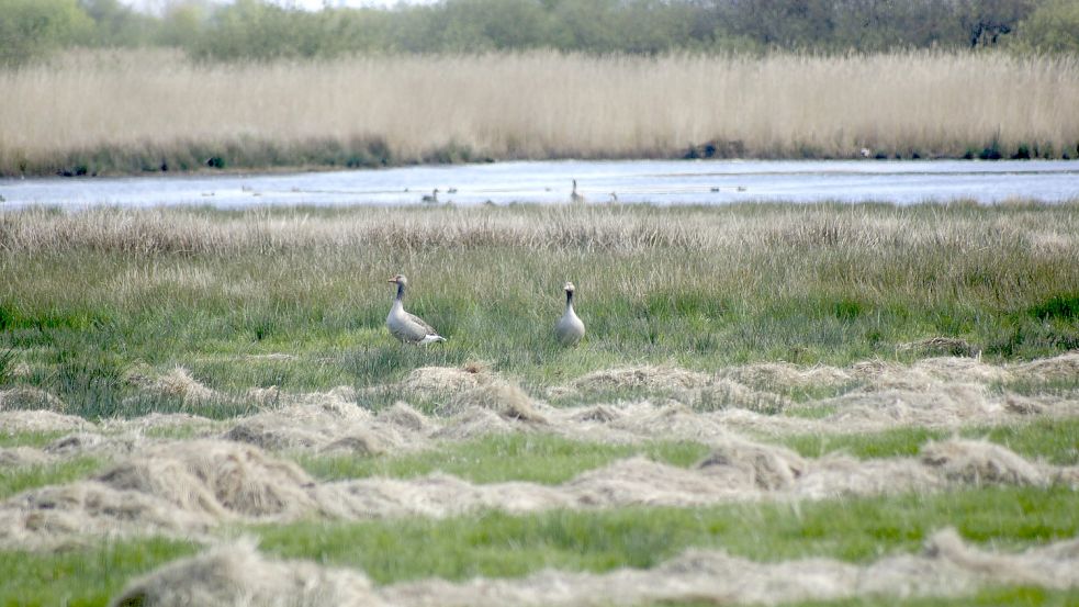 Binsen, Gänse und liegengebliebenes Heu: Wie am Großen Meer Naturschutz betrieben wird, ist aus Sicht von Landschaftswarten kontraproduktiv. Foto: Holger Janssen