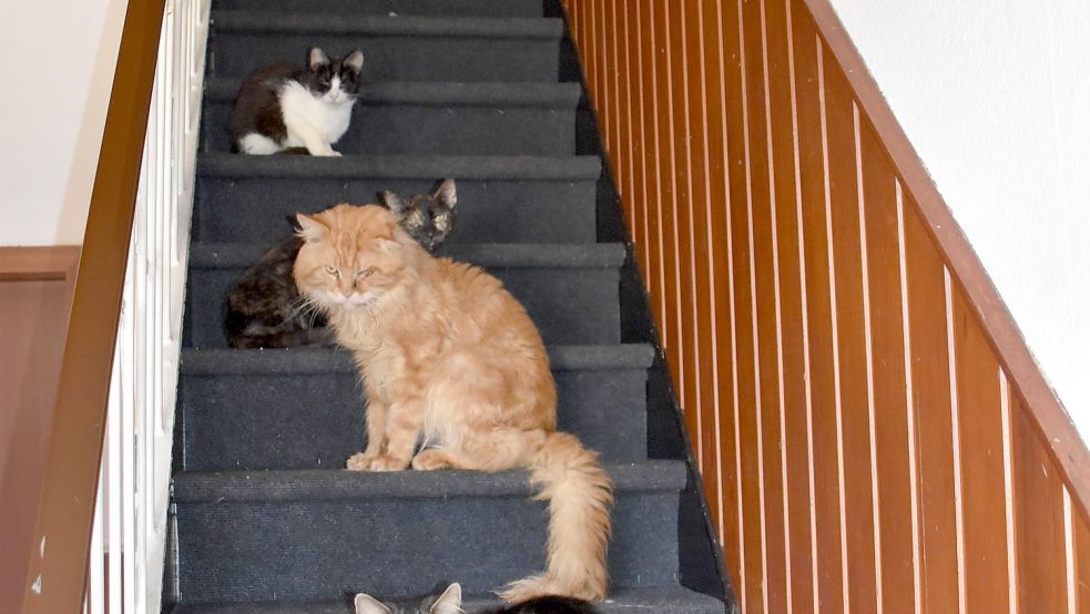 Viele der Katzen befanden sich in der Wohnung. Foto: Ammermann