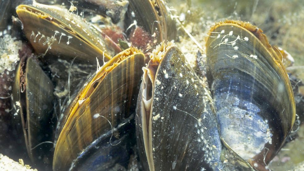 Tief Luft holen unter Wasser: Hier atmet die Gemeine Miesmuschel. Foto: imago images/blickwinkel