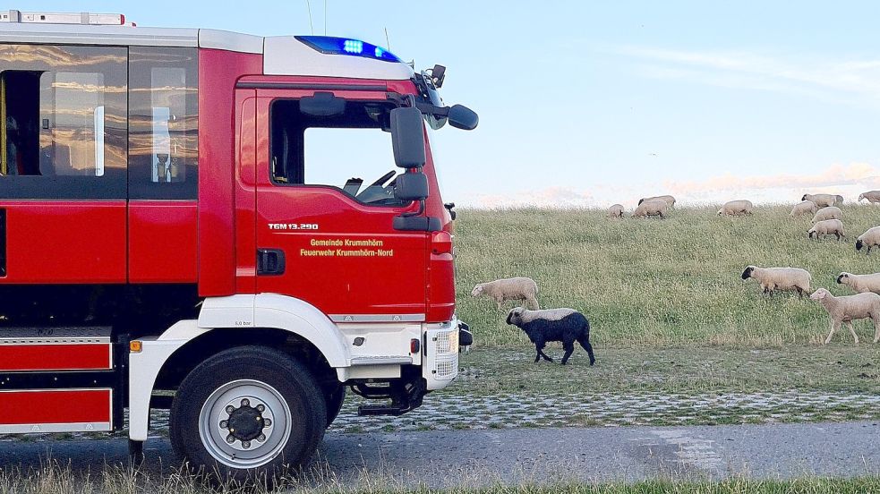 Unverletzt gesellte sich das nun schwarze Schaf nach dem Einsatz wieder zu seinen Artgenossen. Fotos: Feuerwehr
