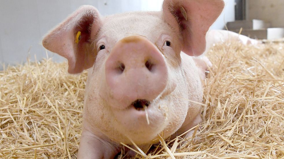 Ein Schwein auf Stroh - eher die Ausnahme in Deutschland. Wie das Tier gelebt hat, soll künftig ein staatliches Tierhaltungskennzeichen auf der Fleischverpackung zeigen. Foto: Marijan Murat/dpa
