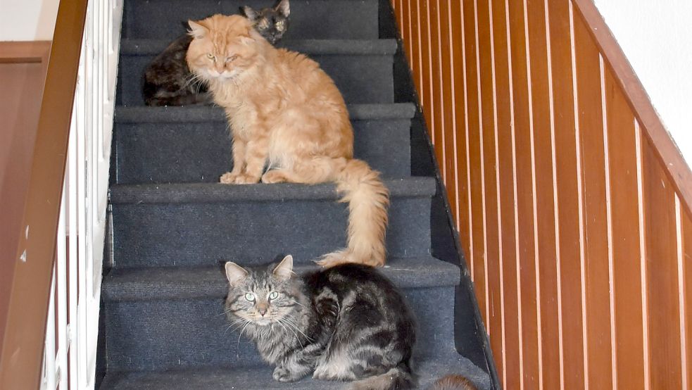 Fast 50 Katzen wurden vor Kurzem eingefangen. Fotos: Ammermann