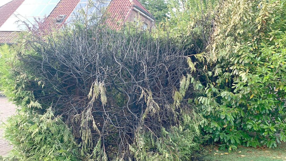 Für die Feuerwehr Roggenstede (Gemeinde Dornum) ging es vor wenigen Tagen zu einem Heckenbrand.