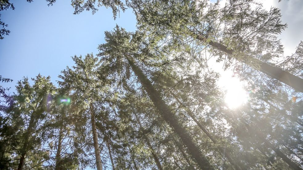 Auch für den Wald in der Region ist die Gefahr von Bränden gestiegen. Foto: Romuald Banik