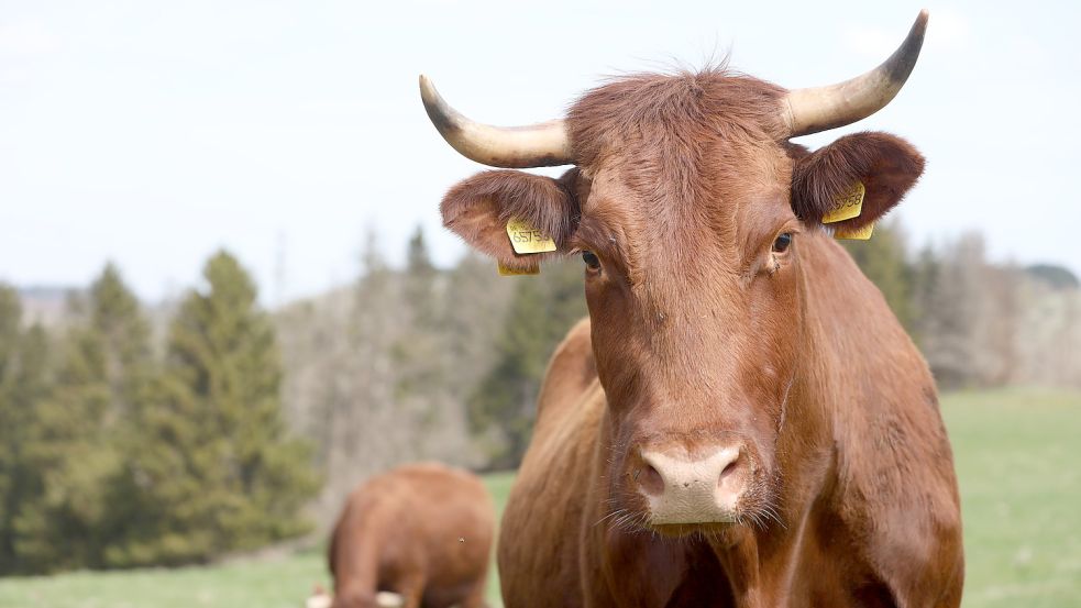 Zwei Kühe stehen auf einer Weide. Foto: DPA