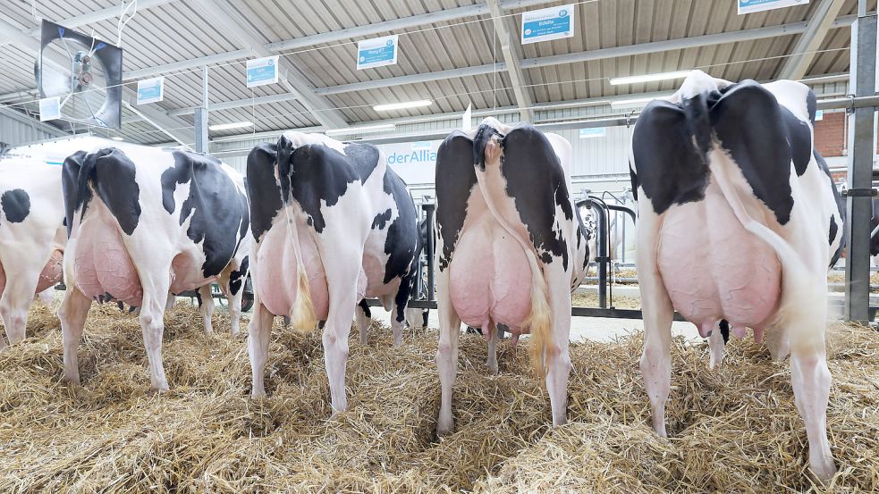 Kühe stehen in einem Stall. Foto: DPA