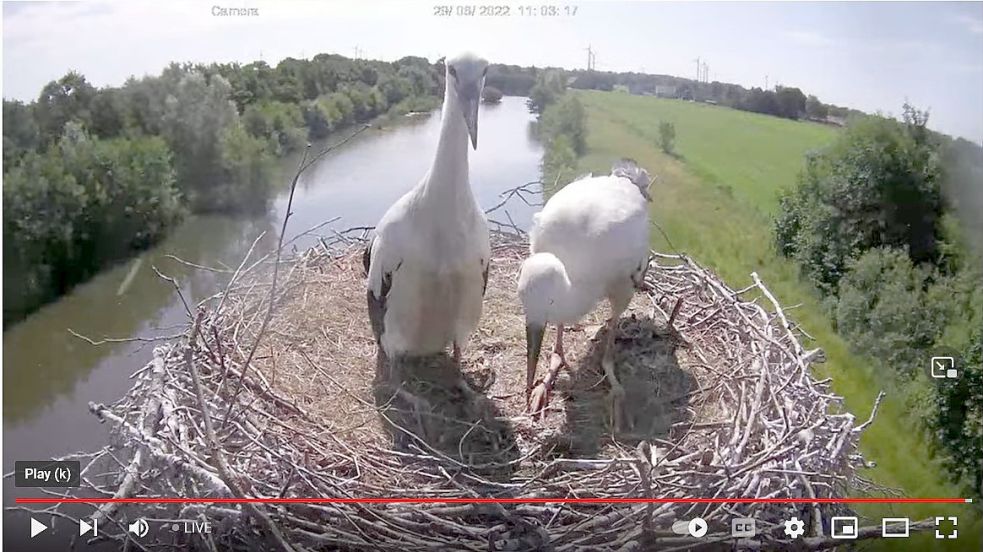 Die Webcam am Großefehntjer Storchennest funktioniert wieder. Die zwei Jungtiere sind deutlich größer geworden. Foto: Webcam Lienemann