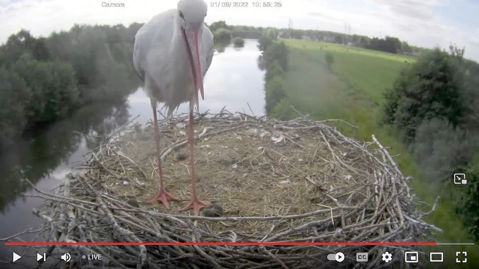 Ein Storch blickt am Montag in die Webcam am Nest in Mittegroßefehn. Die Tiere können über die Live-Übertragung nur noch selten beobachtet werden. Foto: Webcam Lienemann