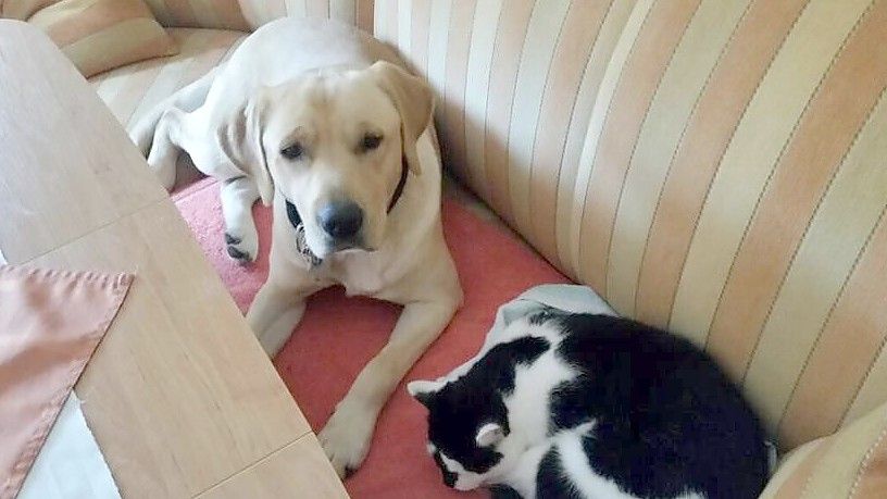 Der Labrador Balu wurde von einem 69-Jährigen erstochen. Foto: Privat