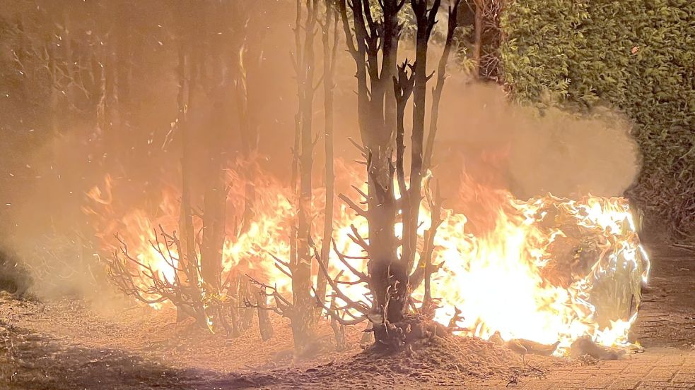Die Hecke brannte lichterloh. Foto: Feuerwehr