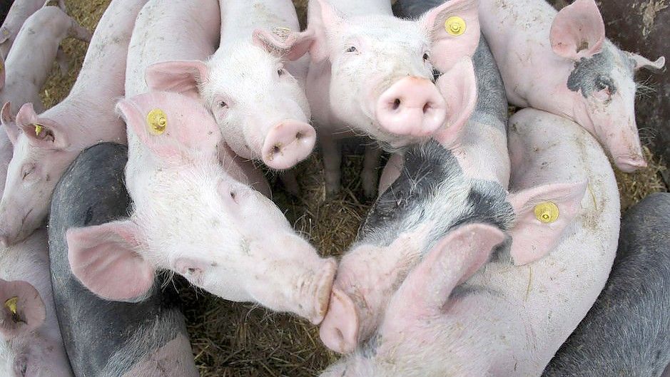 Knapp 1800 Schweine sind nach dem Ausbruch der Afrikanischen Schweinepest in einem Betrieb in Niedersachsen getötet worden. Foto: Frederik von Erichsen/dpa