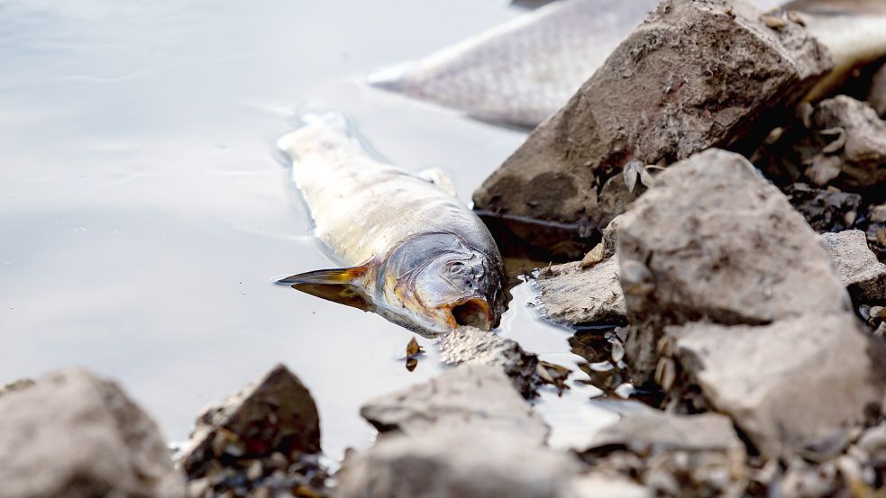 Jämmerlich gestorben: Einer von tausenden toten Fischen am Ufer der Oder. Foto: Imago Images/ZUMA Wire