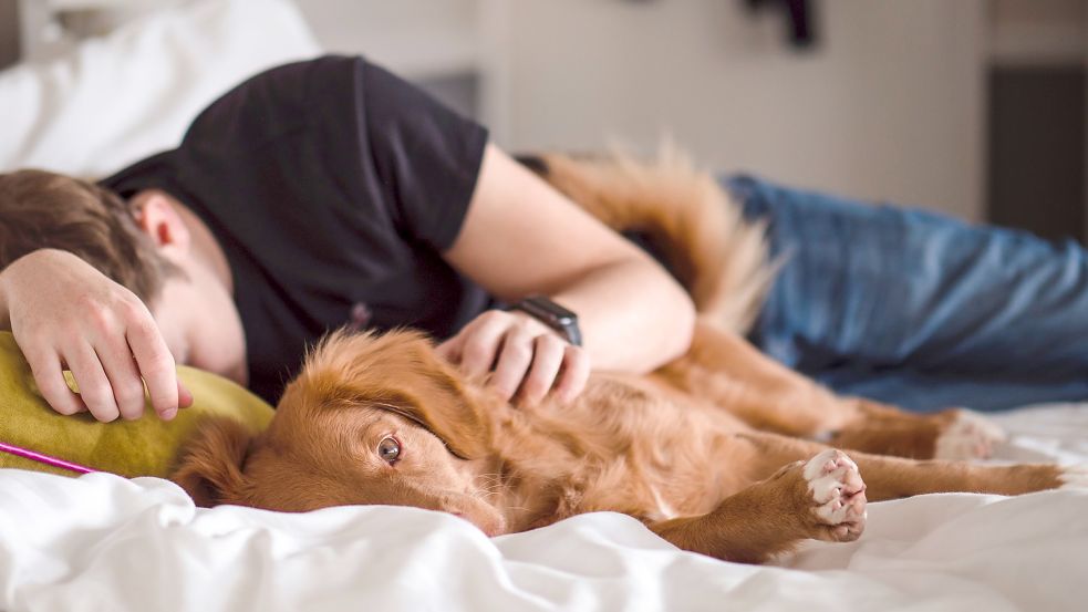 Der Hund hatte bei seinen infizierten Besitzern im Bett geschlafen und sich so angesteckt. Foto: Unsplash/Jamie Street (Symbolbild)