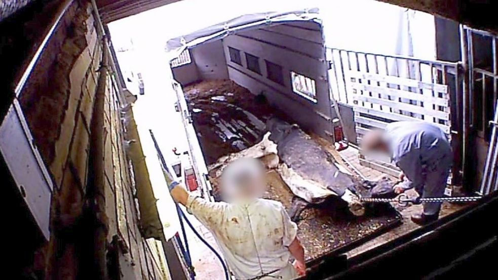 Eine Kuh wird am Schlachthof Bad Iburg im Jahr 2018 angeliefert. Ob das Tier überhaupt noch lebt, ist unklar. Jetzt stehen der frühere Chef und ehemalige Angestellte vor Gericht. Foto: Soko Tierschutz