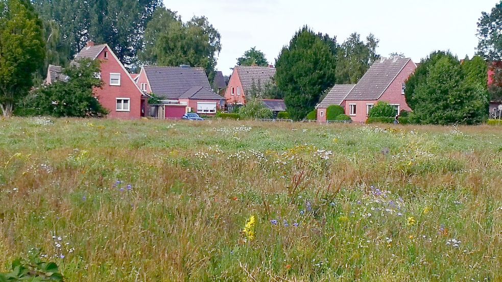 Die Blumenwiese neben dem Lehrerparkplatz am Speckweg ist kein leuchtendes Blütenmeer, enthält aber die Arten, die in die Umgebung gehören. Zahlreiche Insekten haben sich dort niedergelassen. Foto: Karin Böhmer
