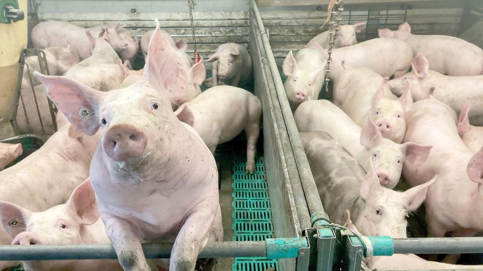 Ein Stall in der Schweinepest-Sperrzone im Emsland: Die Tiere wachsen immer weiter, der Platz wird immer enger. Die Bauern haben Probleme, die gesunden Schweine an Schlachthöfe zu verkaufen. Foto: Hövels