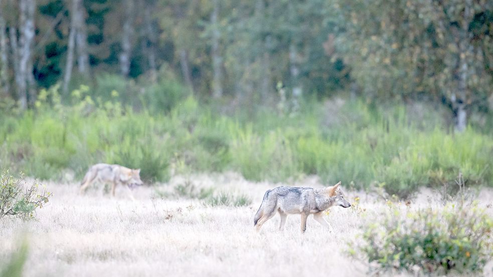 Der Wolf verbreitet sich in Deutschland. Foto: dpa/Ingolf König-Jablonski