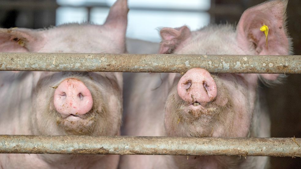 In Niedersachsen stauen sich nach dem Ausbruch der Afrikanischen Schweinepest Zehntausende schlachtreife Schweine in Ställen. Foto: Harald Tittel/dpa