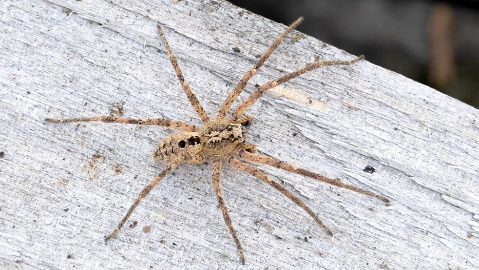 Eine Nosferatu-Spinne. Foto: DPA/Nabu/Robert Pfeifle