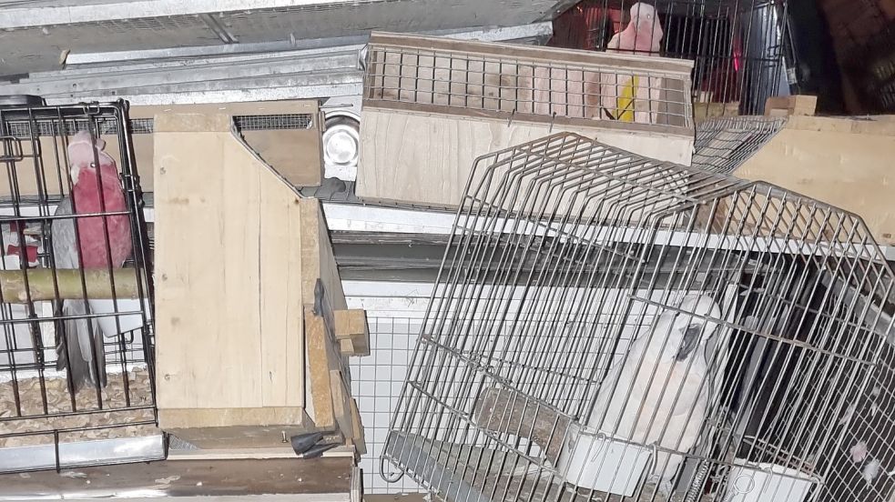 Die Käfige und Boxen mit Vögeln und Eichhörnchen waren nicht sicher verladen worden. Foto: Bundespolizei