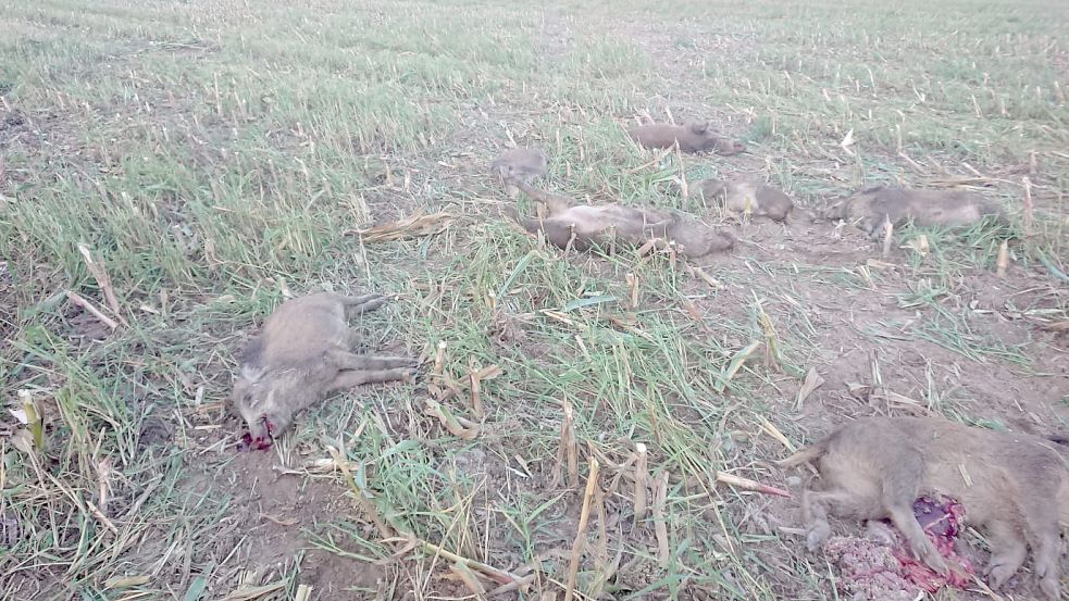 Vom Traktor getötet liegen diese Wildschweine auf einem Maisschlage nahe Steegen. Foto: Bodo Thurlach