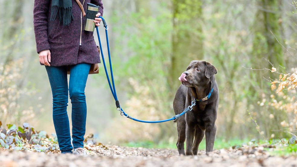 Eine Frau geht mit ihrem Hund im Wald spazieren. In Großheide und Hage könnte die Leine dabei ganzjährig zur Pflicht werden. Foto: DPA