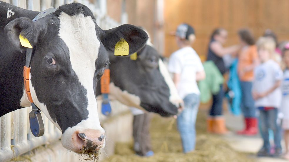Milchbauern erhalten kaum Unterstützung vom Bund. Foto: DPA