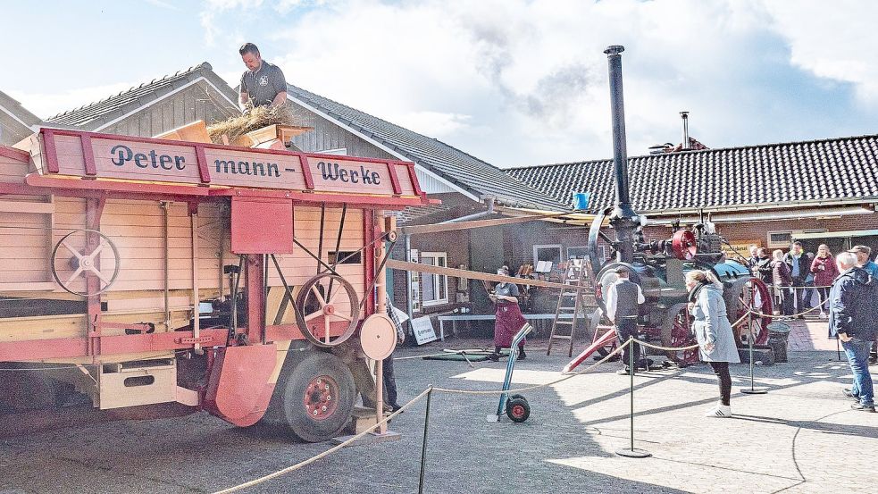 Die alte Dreschmaschine muss sorgsam gefüttert werden, damit nichts verstopft. Foto: Folkert Bents