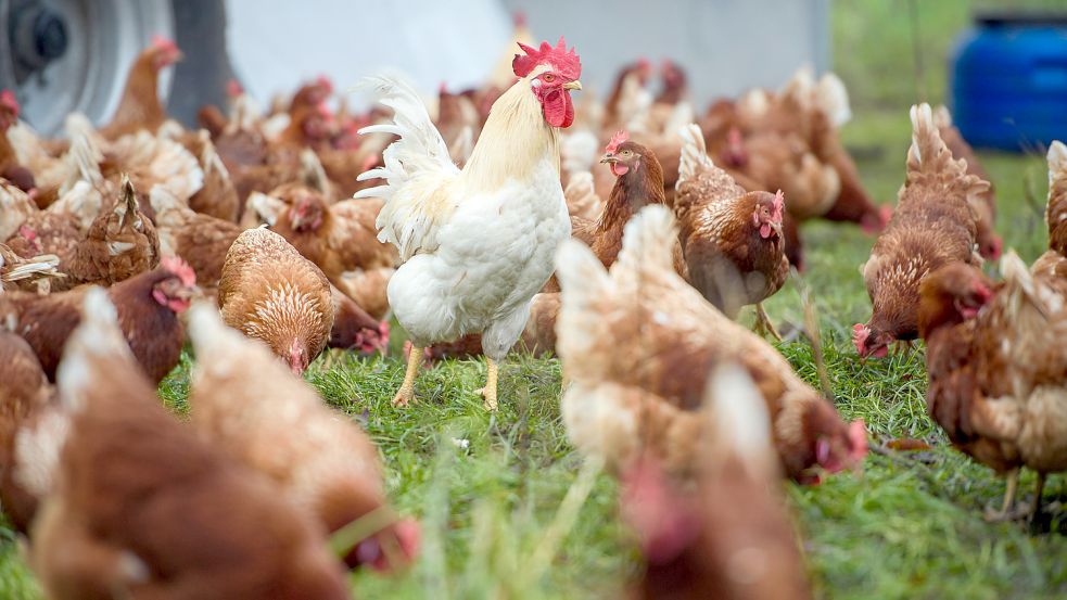Ein Hahn unter Hennen: In einer Hobbyhaltung in Wittmund ist die Vogelgrippe ausgebrochen. Foto: DPA