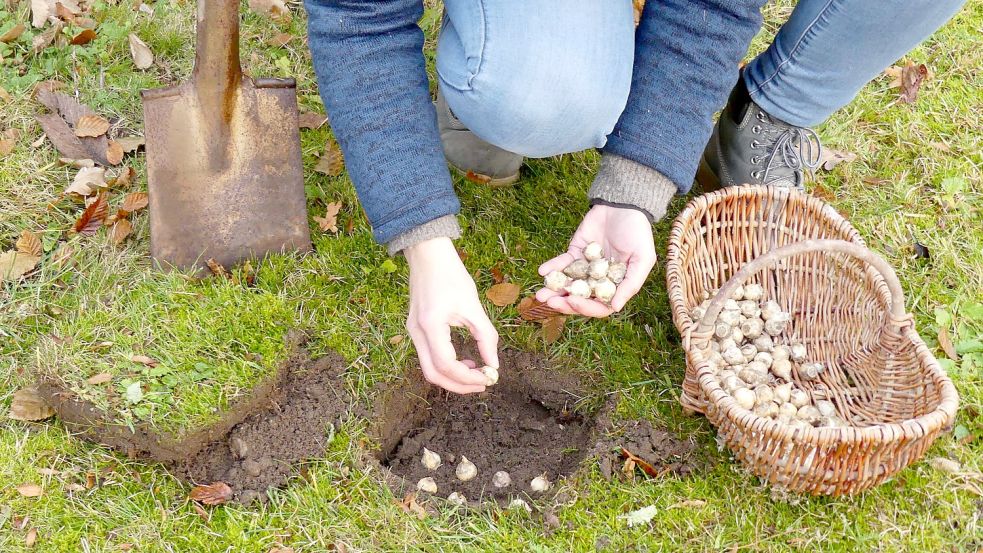 Wer Zwiebeln von Herbstkrokussen und Herbstzeitlosen in den Rasen setzt, freut sich noch in diesem Herbst über eine Blütenwiese. Foto: Rainer Kumetat/Staudengärtnerei Bornhöved
