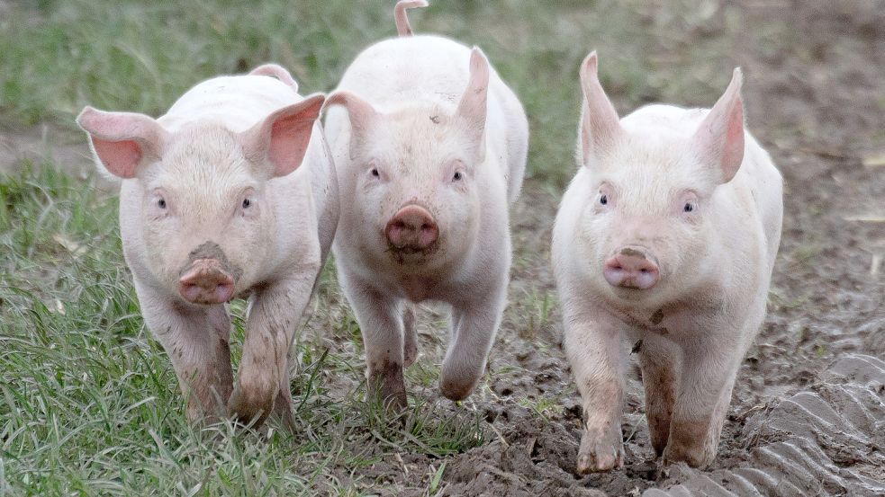Schweine im Freien: In Deutschland ist das die Ausnahme. Auf dem Hof von Niedersachsens Bauernpräsident Holger Hennies wurden Tiere so gehalten, allein: Es lohnt sich nicht. Foto: dpa