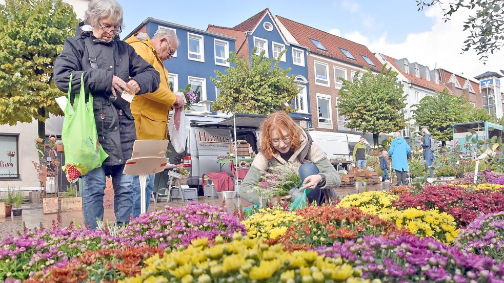 Auch Herbstastern und andere Pflanzen werden auf dem Auricher Heidemarkt angeboten. Foto: Thomas Dirks