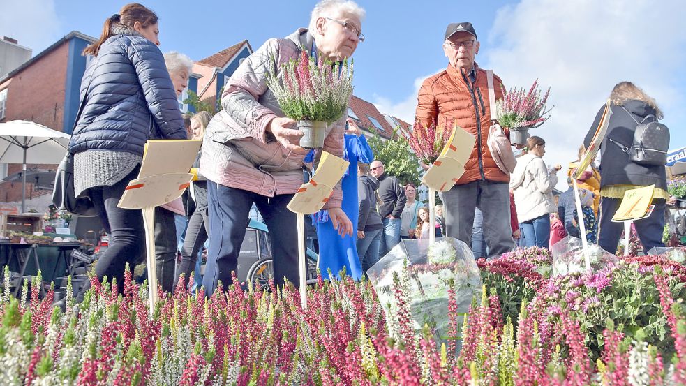 Verschiedenfarbig blühende Heidesorten und andere Pflanzen verwandelten den Auricher Marktplatz in ein Blumenmeer.