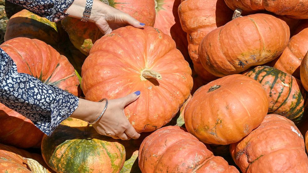 Kürbis ist eines der auffälligsten Herbstgemüse. Foto: DPA