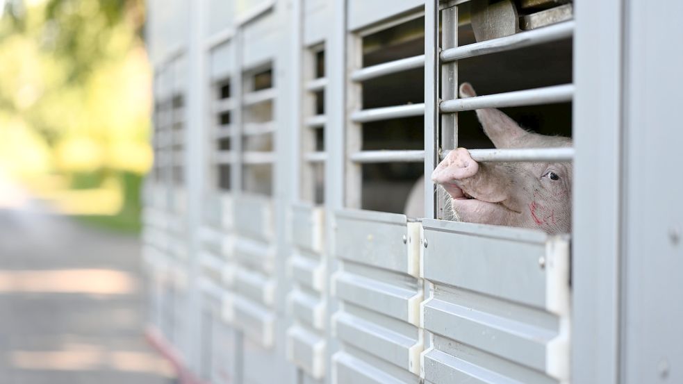 Die letzte Reise geht für Tausende Tiere aus der Schweinepest-Sperrzone bis nach Italien. Am Mittwoch, 5. Oktober, fallen nach dem Ausbruch der Afrikanischen Schweinepest vor einigen Wochen die letzten Beschränkungen. Foto: Lars Klemmer/dpa