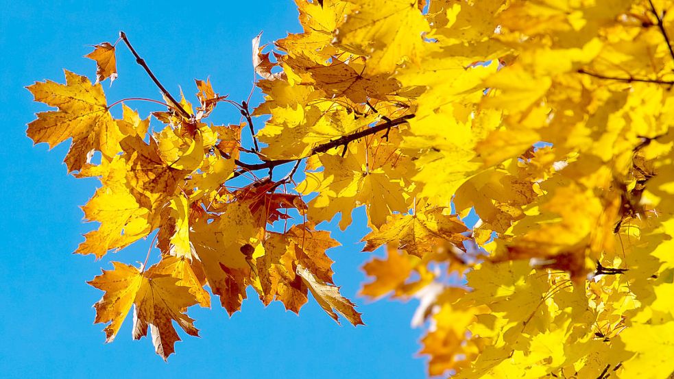 Noch hängen diese farbenfrohen Blätter am Baum. Das wird sich bald ändern. Foto: DPA