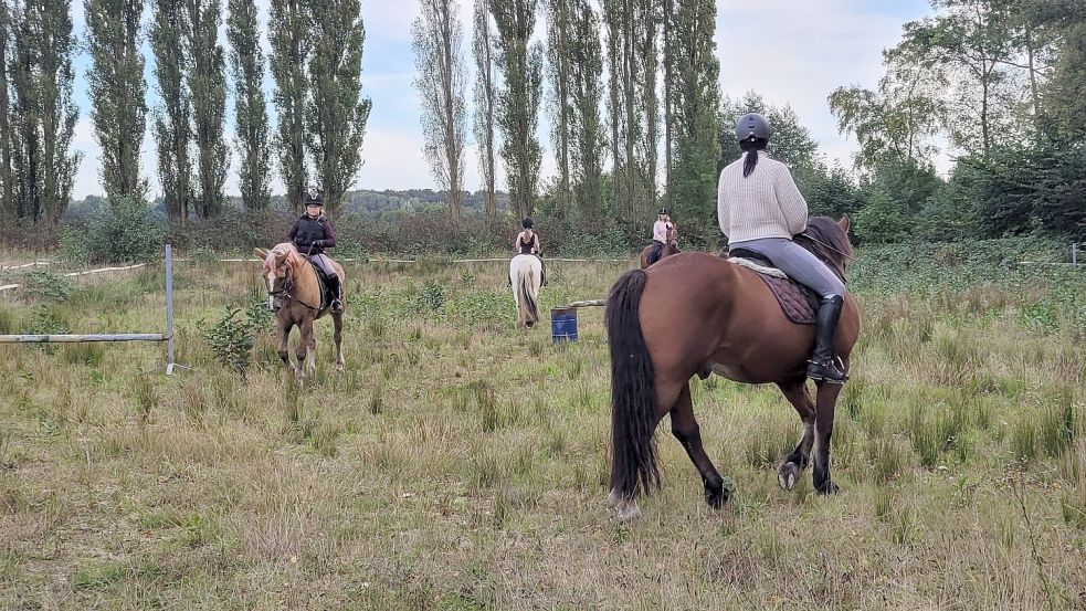 Das war mal ein Sandplatz: Auf der ursprünglichen Reitanlage wuchert mittlerweile Gras und Unkraut. Foto: Rebecca Kresse