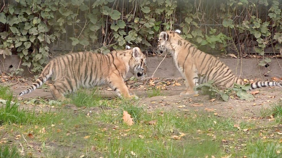 Noch haben die beiden Tigerkinder keine Namen. Der Tierpark Ströhen sammelt Namensvorschläge von den Besuchern und wird davon die schönsten aussuchen. Foto: NWM-TV