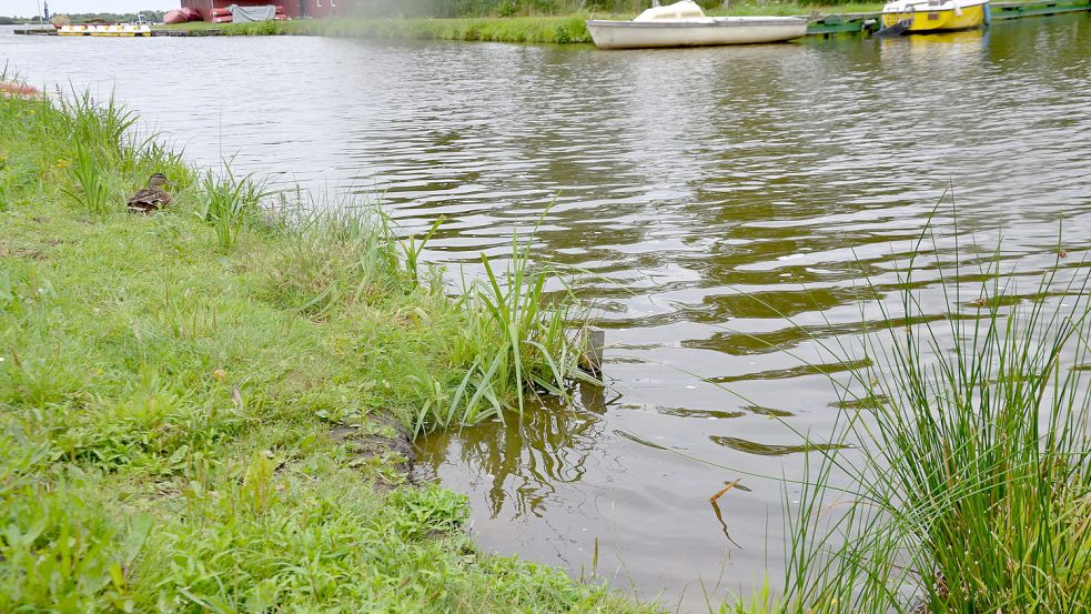 Teilweise sind die Spundwände komplett weggebrochen. Das Wasser schwemmt die Erde weg. Foto: Franziska Otto