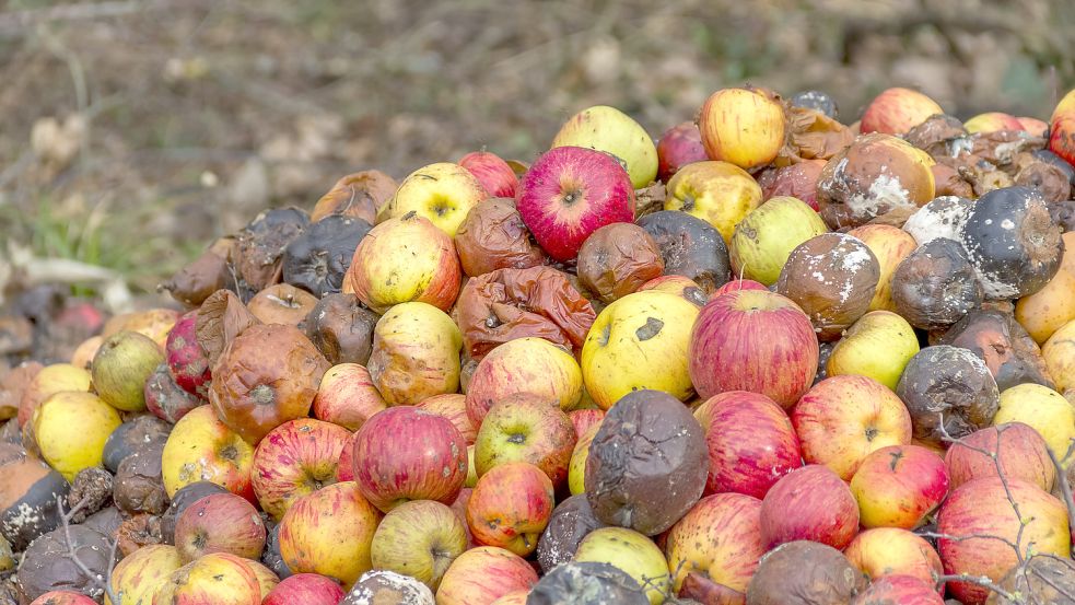 So oder so ähnlich könnte es in diesem Jahr auf vielen Apfelplantagen aussehen: Obstbauern lassen ihre Äpfel verrotten, weil sich die Ernte der Früchte nicht lohnt. Foto: Imago Images / Panthermedia