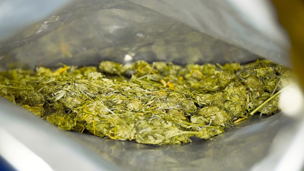 Das Bild zeigt von der Polizei sichergestelltes Marihuana. Foto: DPA