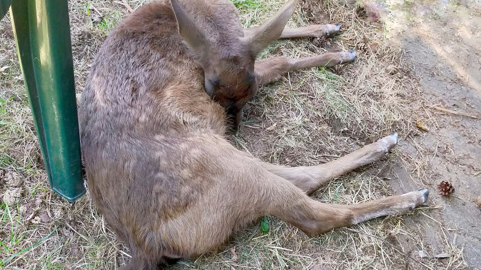 Auch Opfer falscher Fütterung: Damhirsch Karl windet sich mit Bauchschmerzen. Foto: Bezirksamt Altona