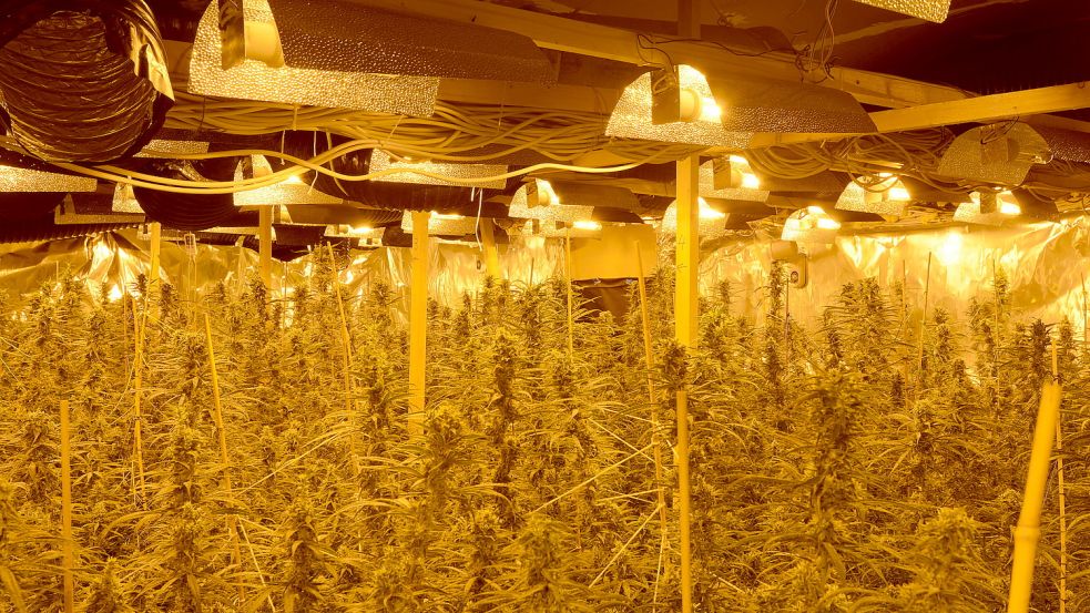 Ende Mai fanden die Ermittler mitten in Wiesmoor eine Plantage mit etwa 400 Marihuana-Pflanzen. Foto: Polizei