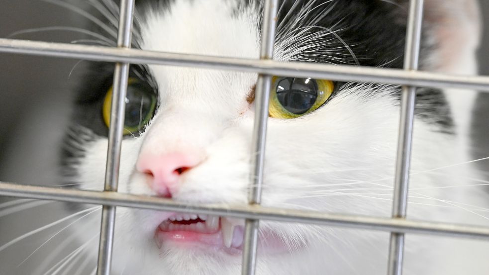 Eine Katze schaut im Quarantäneraum einer Katzenstation eines Tierheims durch das Gitter. Foto: DPA